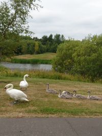 Swans in a lake