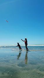 View of dog on beach