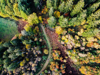 High angle view of plant growing in forest