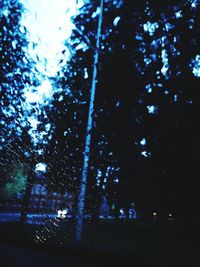 Low angle view of trees against sky at night