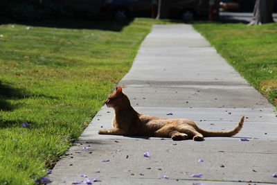 Cat looking away