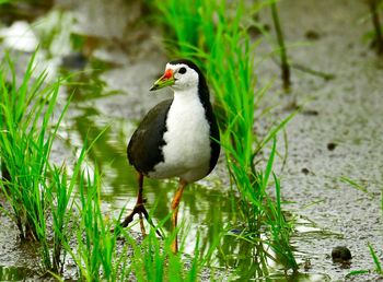 Bird perching on a lake