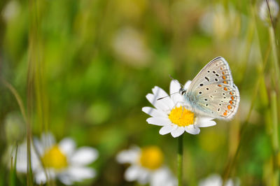 Close-up of butterfly pollinating on flower