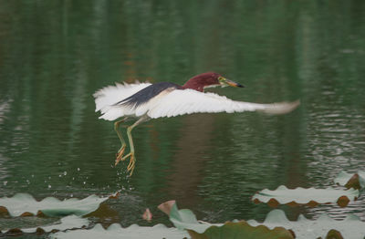 Bird flying over lake