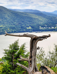 Scenic view of tree by sea against sky