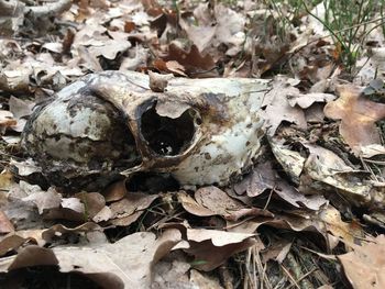 Close-up of animal skull on dry leaves