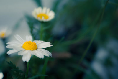 Close-up of yellow flower blooming outdoors