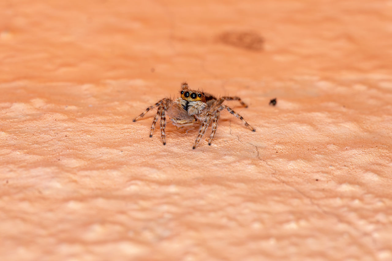 CLOSE-UP OF SPIDER ON THE GROUND