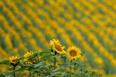 Close-up of sunflowers blooming outdoors