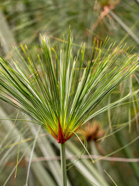 Close-up of crop growing on field