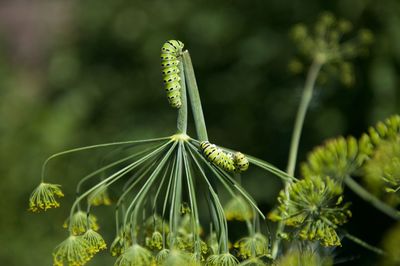 Close-up of caterpillars on plant