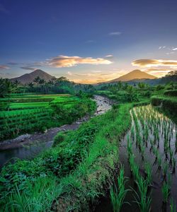 Scenic view of agricultural field against sky during sunset