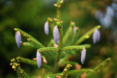 Close-up of green plant