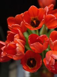 Close-up of red tulips