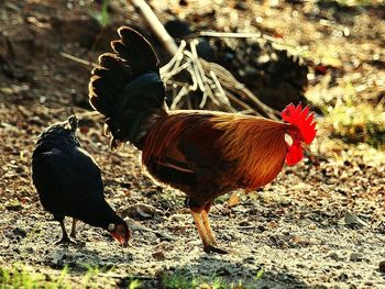 Close-up of rooster on field