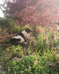 View of cat by flower plants