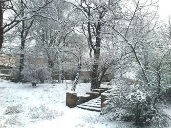 Bare tree in snow covered landscape