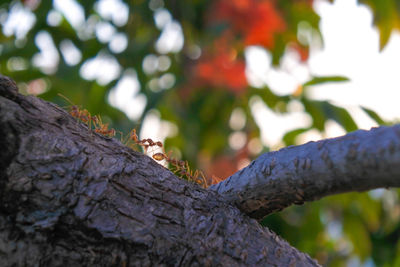 Low angle view of tree trunk