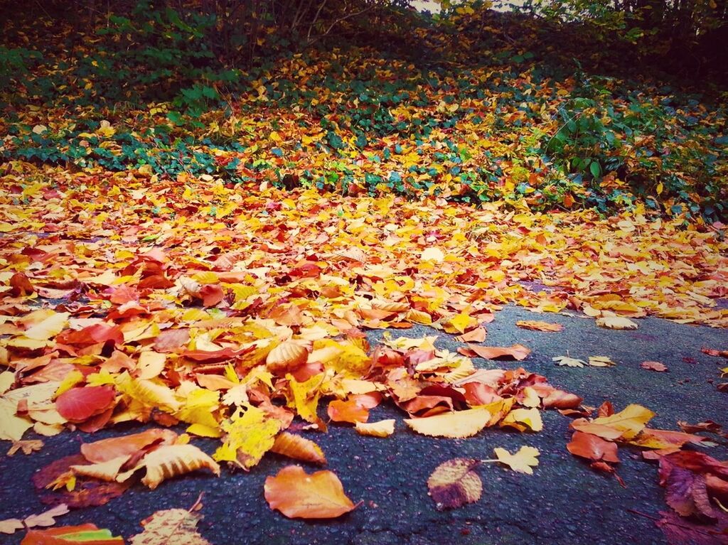 autumn, change, leaf, season, leaves, fallen, nature, orange color, beauty in nature, tranquility, falling, dry, water, growth, tree, park - man made space, high angle view, outdoors, yellow, day