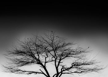 Low angle view of silhouette bare tree against sky at night