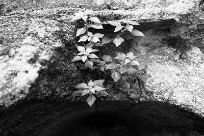 High angle view of flowering plant on field