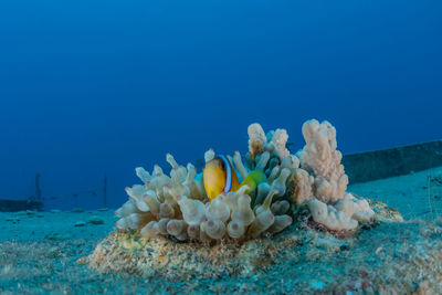 Close-up of coral in sea