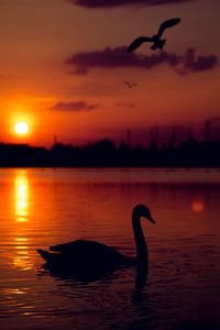 Silhouette swans in lake against sky during sunset