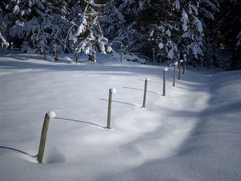 Scenic view of snow covered trees