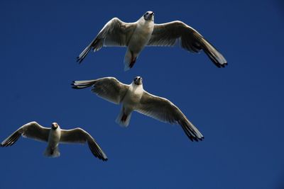 Low angle view of three seagulls flying over a blue sky