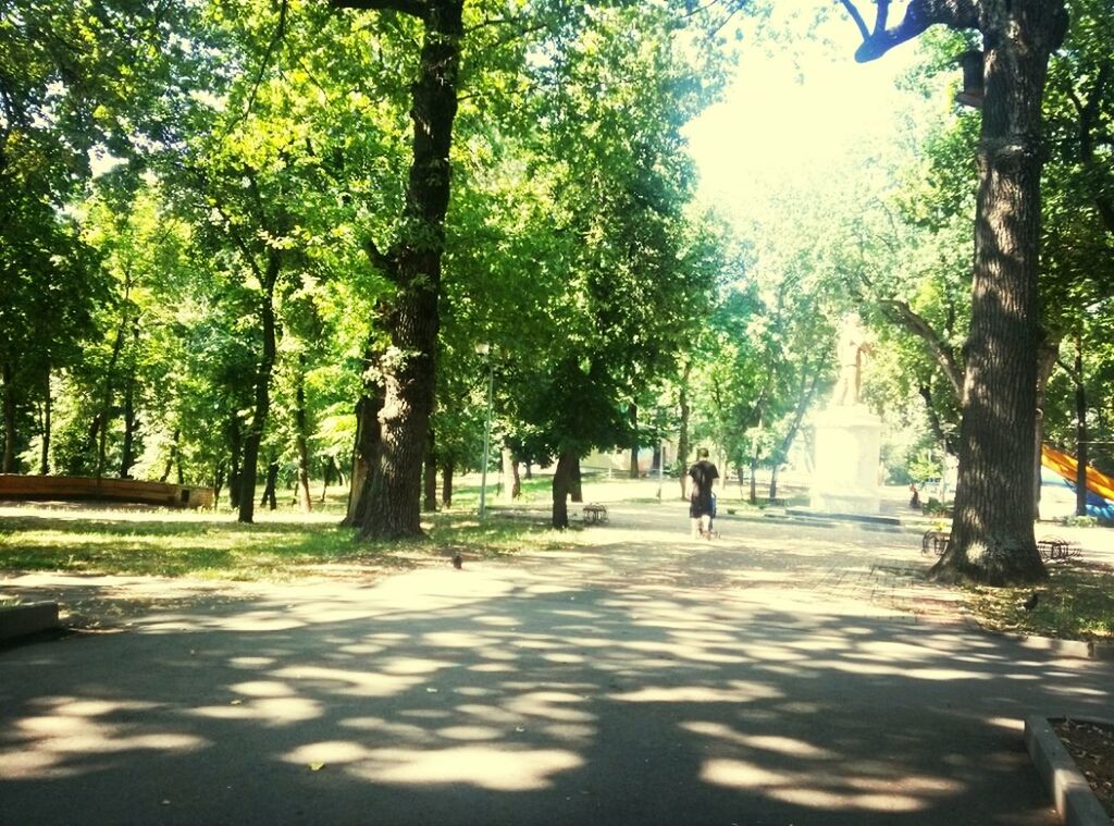 tree, men, leisure activity, park - man made space, lifestyles, person, walking, park, shadow, tree trunk, sunlight, growth, nature, footpath, medium group of people, full length, togetherness, incidental people