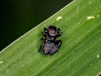 Close-up of insect on leaf