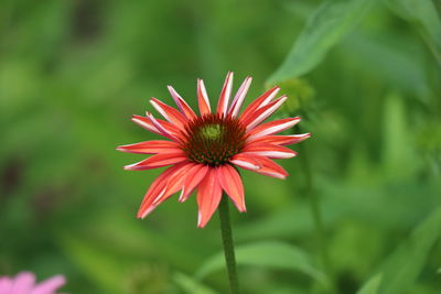 Close-up of red flower