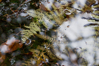 Close-up of leaves in lake