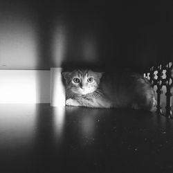 Portrait of cat sitting in shelf