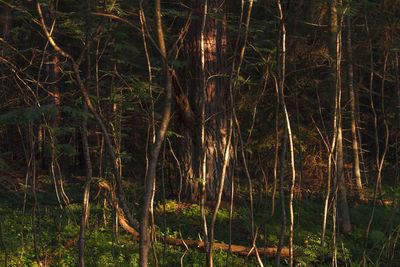 Scenic view of forest at night