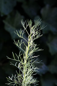 Close-up of warbler plant growing on field