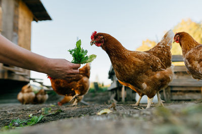 Close-up of chickens eating greens from a human hand.