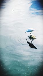 High angle view of bird in lake