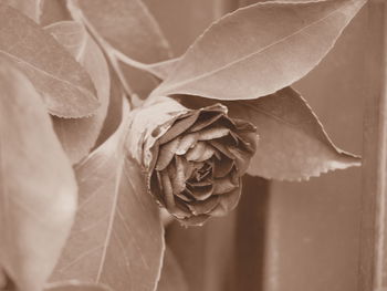 Close-up of wilted rose plant