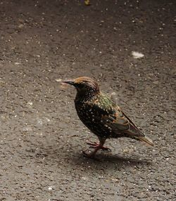 Close-up of bird perching on ground