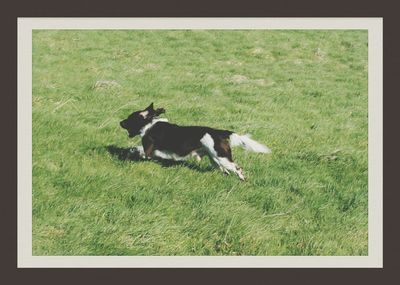 Dog on grass