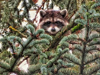 Close-up of an animal