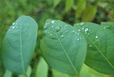 Close-up of wet plant