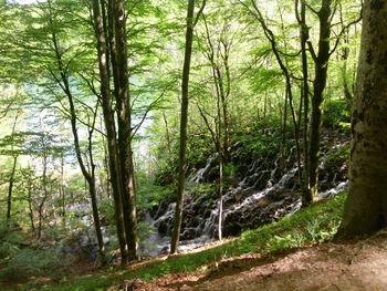 Trees in forest