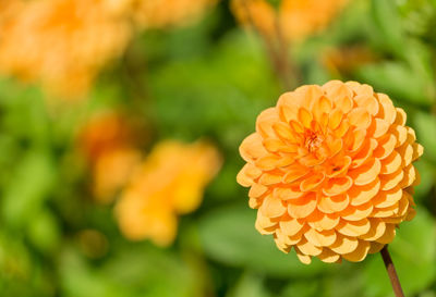 Close-up of orange flower