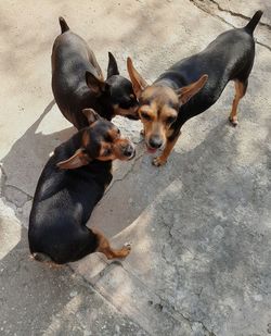 High angle view of two dogs