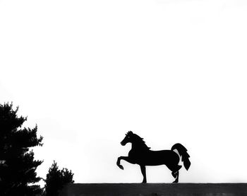 Silhouette of man riding horse