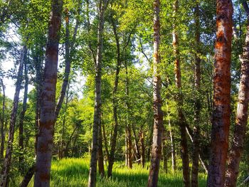 Trees in forest