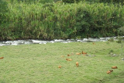 Grass growing on grassy field