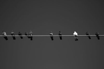 Low angle view of birds perching on cable against sky